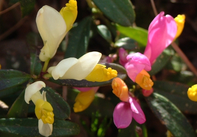 Polygaloides (=Polygala) chamaebuxus / Poligala falso-bosso